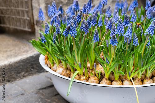 Blue muscari flowers (Grape hyacinth) in spring season in a flower pot