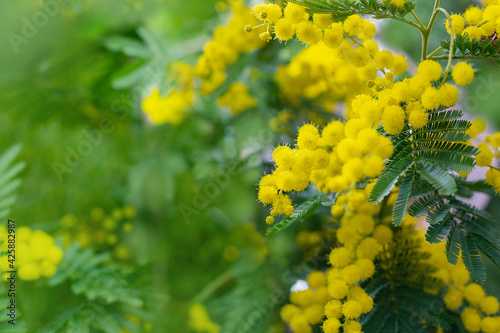 Mimosa tree with bunches of fluffy tender flowers of it. Background of yellow mimosa tree. Concept of holidays and mimosa flower decoration