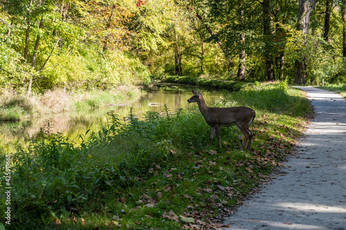 Deer Heads Toward River along Towpath Trail