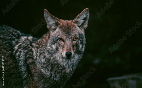 Portrait of coyote staring with orange eyes