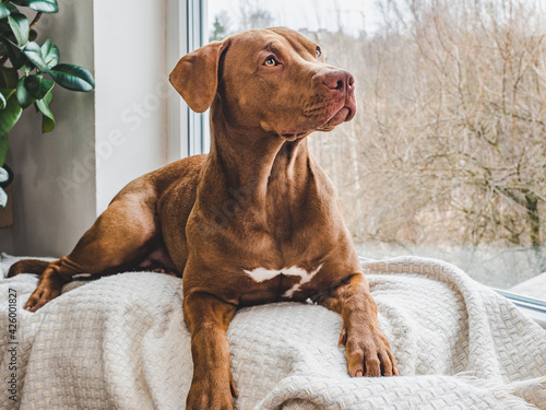 Charming, adorable puppy of brown color. Closeup, indoor. Day light. Concept of care, education, obedience training, raising pets