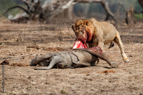 African Lion (Panthera leo) adult male with African Elephant (Loxodonta africana) calf kill in Mana Pools National Park, Zimbabwe