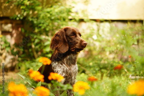 Polski Spaniel Myśliwski w kwiatkach