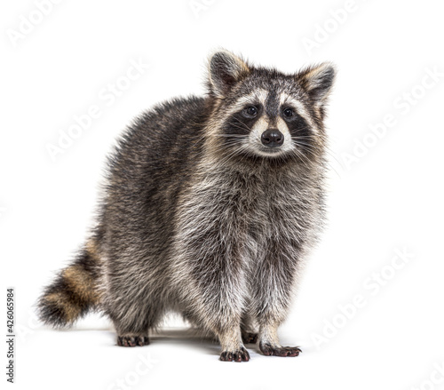 Young Raccoon standing in front and facing, Looking at the camera isolated on white