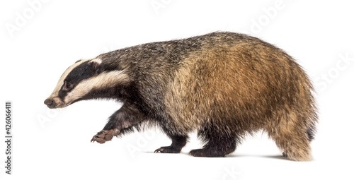 Side view of a European badger walking away, isolated