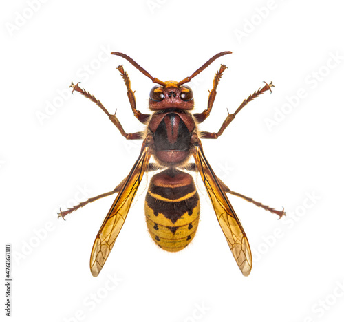 Top view of a Hornet, Vespa Crabro, isolated on white