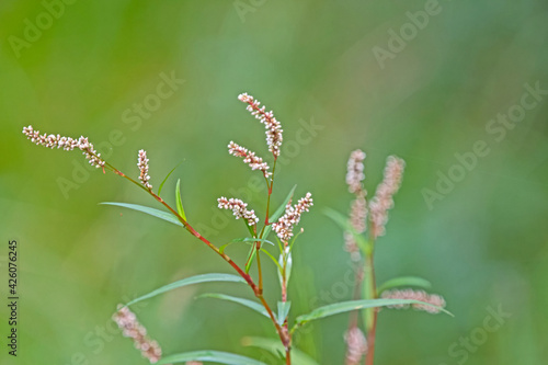 Water plant - Paersicaria Lapathifolia - pale knotweed - Australian native