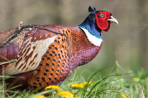 Portrait of a male pheasant (phasianus colchicus) in a meadow