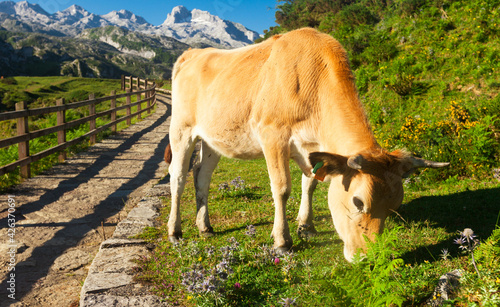 Asturian Mountain cattle cow sits on the lawn in a national park