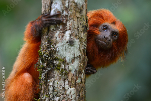 An endangered Golden lion tamarin (Leontopithecus rosalia) perched on a tree in one of the few remaining patches of Atlantic rainforest where they survive, Silva Jardim, Rio de Janeiro state, Brazil