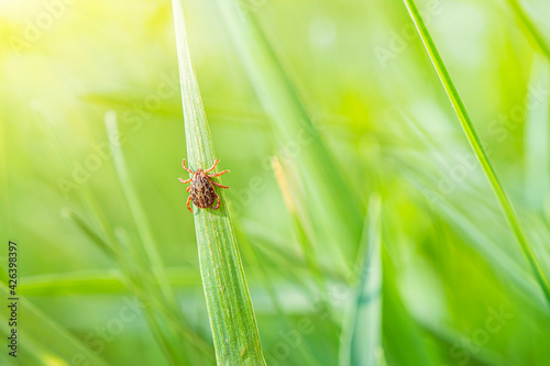 small brown tick sits on the grass in the bright summer sun during the day. Dangerous blood-sucking arthropod animal transfers viruses and diseases.
