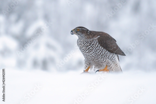 Northern goshawk staying in snow