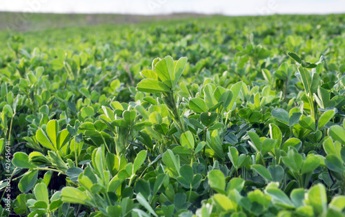 In the spring field young alfalfa grows