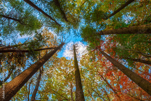 jesień drzewa w lesie