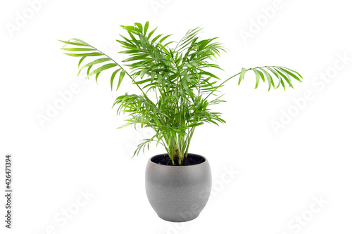 Chamaedorea Elegans in pot isolated on white background. Parlour Palm in gray flowerpot, houseplant green leaves