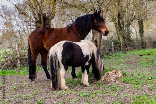 horse and pony in a meadow