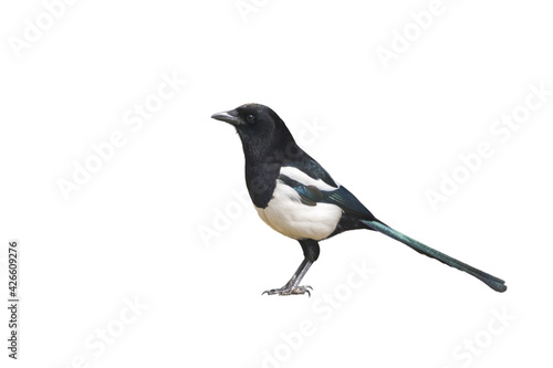 magpie bird subject cut out and placed on a white background