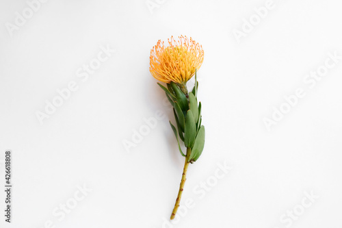 Close up shot of beautiful pincushion protea flower with vivid orange yellow-orange inflorescence. Tropical african sugarbush plant isolated on white. Background, copy space for text.