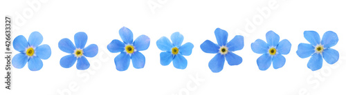 Set with beautiful tender forget me not flowers on white background. Banner design