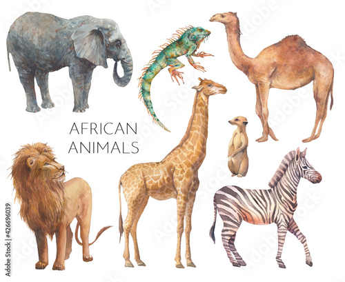 Watercolor safari animals illustration. Hand drawn set of animals isolated on white background. African fauna: lion, elephant, camel, giraffe, zebra, iguana