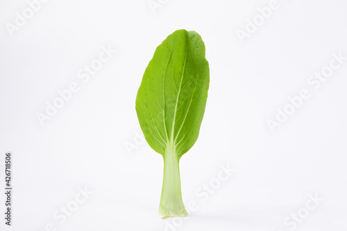 Single leaf of bok choy cabbage isolated on white background