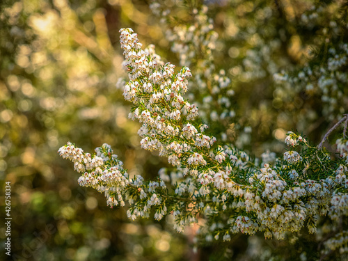 Detail of Erica arborea bushes flowers a in forest with blurred background