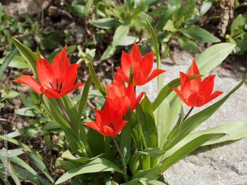 Tulipes botaniques sauvage 'Zwanenburg' ou tulipa 'Praestans' à floraison printanière rouges écarlates en forme de cloche dans un feuillage lancéolé bleuté et gris-vert