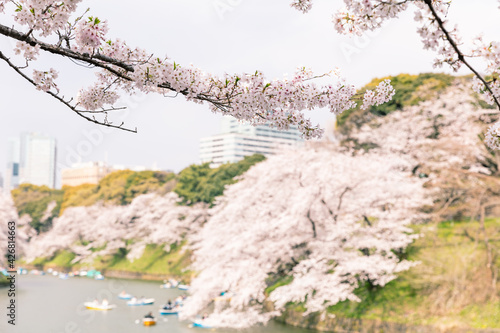 千鳥ヶ淵の桜とボート