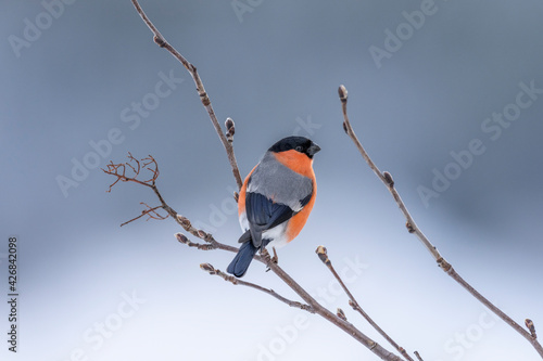 The Eurasian bullfinch, common bullfinch or bullfinch (Pyrrhula pyrrhula)