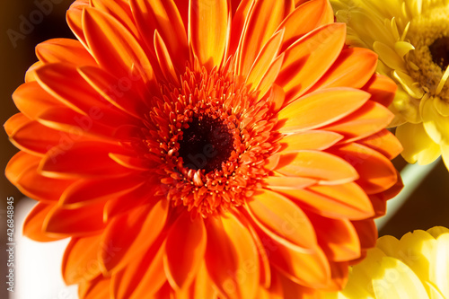 close up of a red gerbera flower, red flower background
