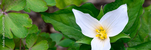 Native white coastal trillium flower blooming in a woodland garden amid green foliage 