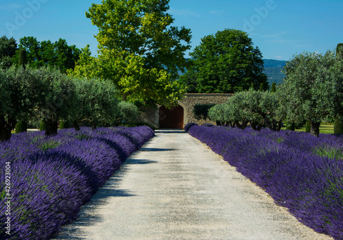lawenda wąskolistna - lavender - Lavandula angustifolia, mediterranean garden, ogród prowansalski 