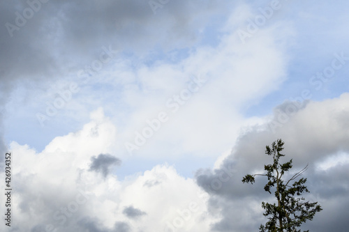 Beautiful cloudscape of puffy clouds in shades of white, blue, and gray, as a nature background 
