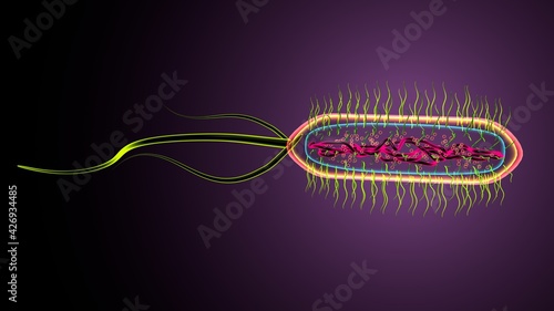 3d illustration of e coli bacteria shapes anatomy.