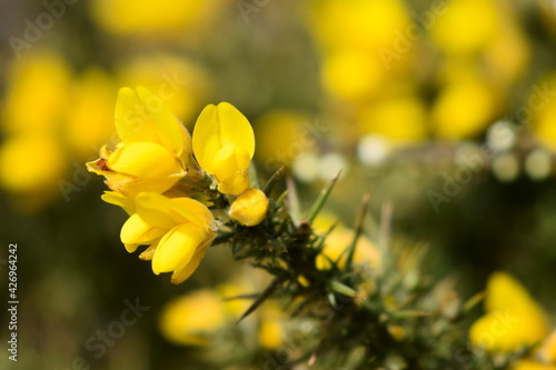 Close up of Gorse flowering on Cornish clifftop