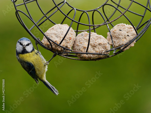 Blaumeise am Meisenknödel