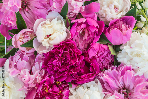 Beautiful floral background of purple, pink and white peonies flowers close up top view