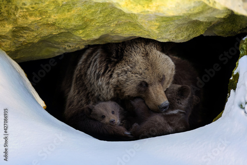 Brown bear with two cubs looks out of its den in the woods under a large rock in winter