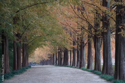 Metasequoia Road, a good morning for a walk