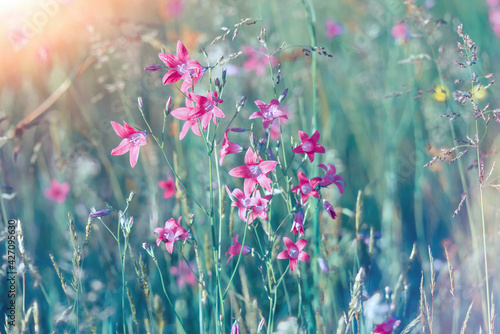 Nature abstract background wild blossoming lilac flowers inт meadow soft focus. Beautiful summer landscape, toned turquoise