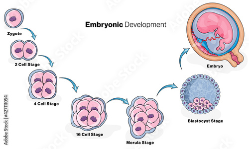 Stages in human embryonic development or fetus development.