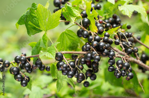 ripe black currant in a garden