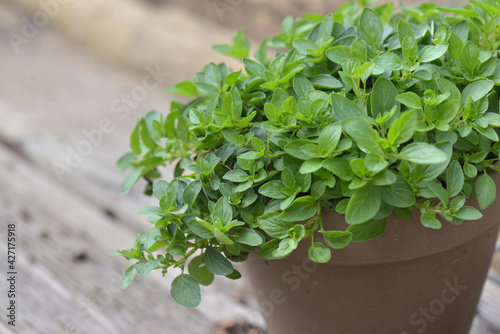 leaf of oregano plant growing in a flower pot on wooden background