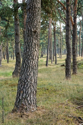 Pine forest in National Park de Hoge Veluwe