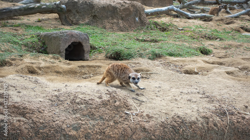 動物園のミーアキャット