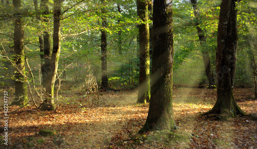 paysage de forêt en automne sur fond ensoleillé