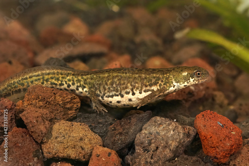Closeup of an aquatic pregnant Italian newt (Lissotriton italicus)