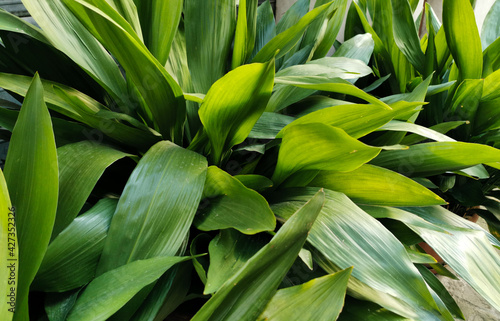 Aspidistra grandi verdi foglie si intrecciano