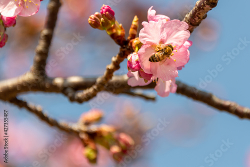桜に誘われたミツバチ