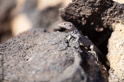 Southern Tenerife Lizard basking on volcanic stone